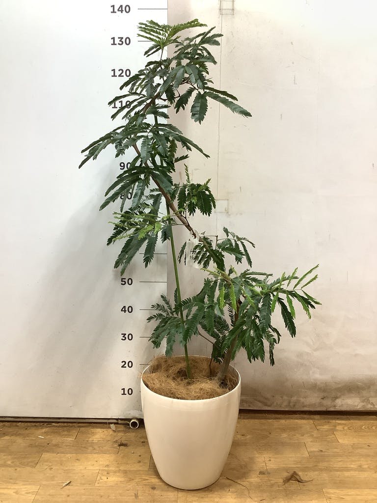 エバーフレッシュ 8号 144cm Spiral エバーフレッシュ 8号 144cm Spiral