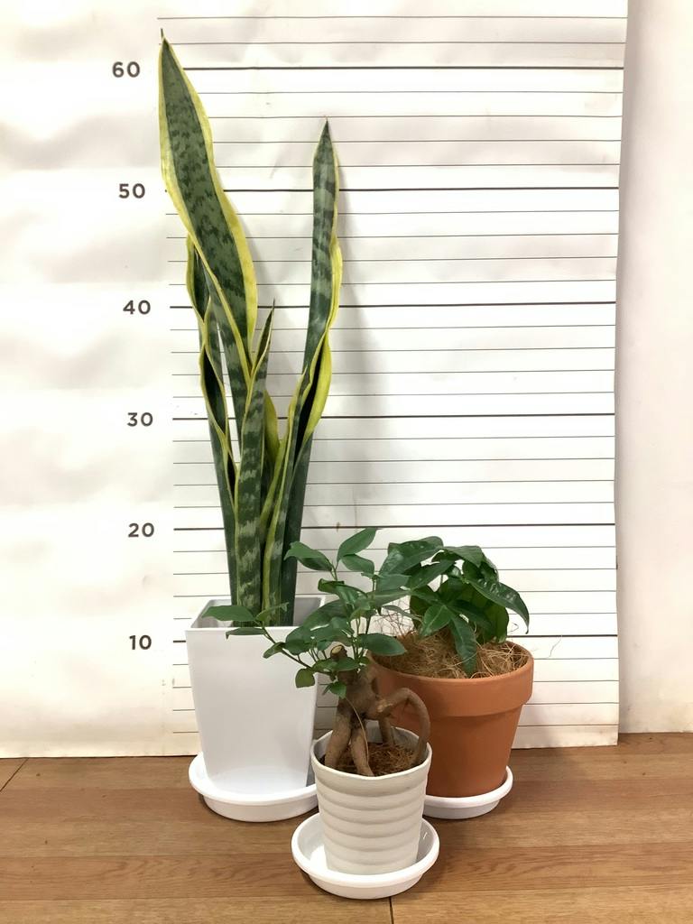 観葉植物 初心者にもおすすめお試し3点セット（サンスベリア 4号
