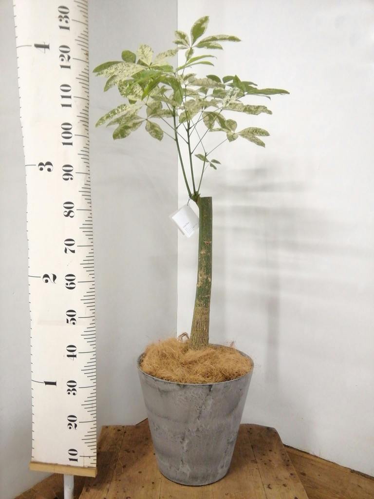 観葉植物 パキラ 8号 朴 斑入り プラスチック鉢 | 観葉植物なら