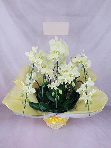 8本立ちの胡蝶蘭の通販 | HitoHana（ひとはな）