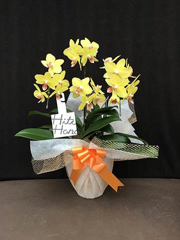 ミディ胡蝶蘭 イエロー ナオミゴールド 5.5号 3本立ち | 胡蝶蘭なら