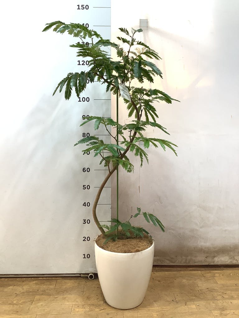 エバーフレッシュ 140cm８号 S-shaped yumisashi-011smn.jpg