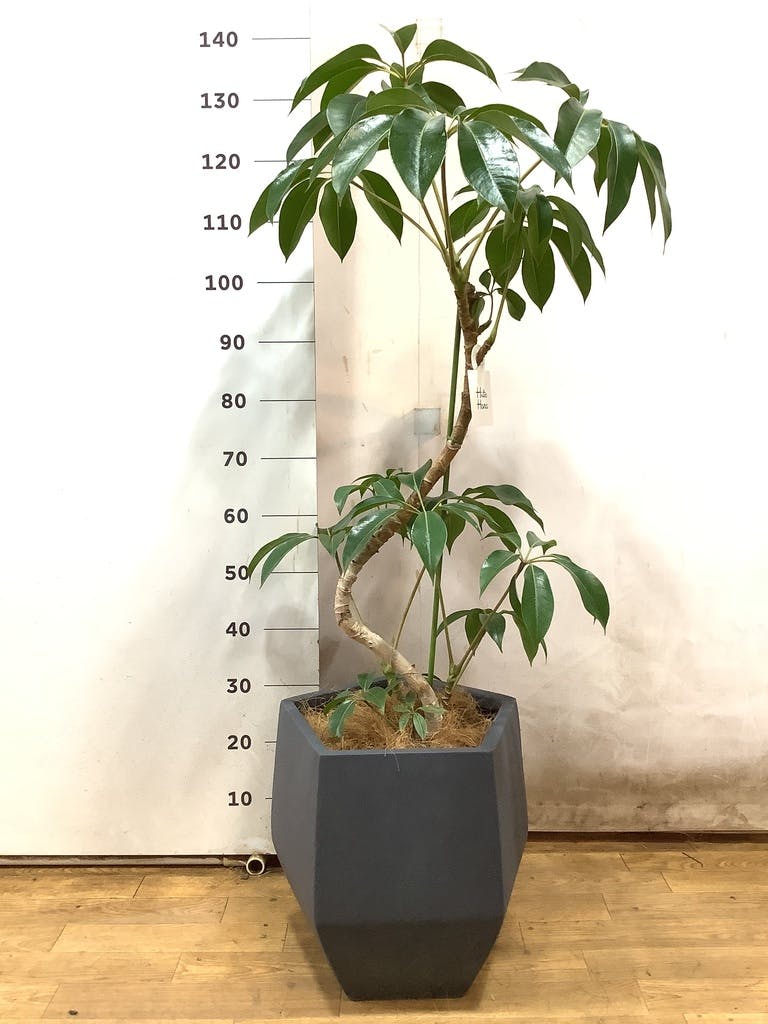 ツピダンサス 8号 | 観葉植物通販HitoHana(ひとはな) ツピダンサス 8号 | 観葉植物通販HitoHana(ひとはな)