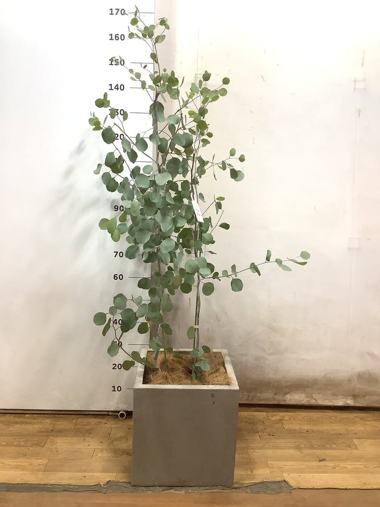 観葉植物 ユーカリ 8号 ポポラス（ポリアンセモス） ポリゴヘクサ 白