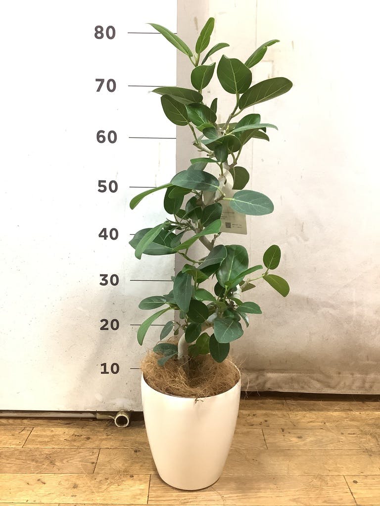 フィカス　ベンガレンシス5 フィカス ベンガレンシス 5号 | 観葉植物通販 HitoHana（ひとはな）