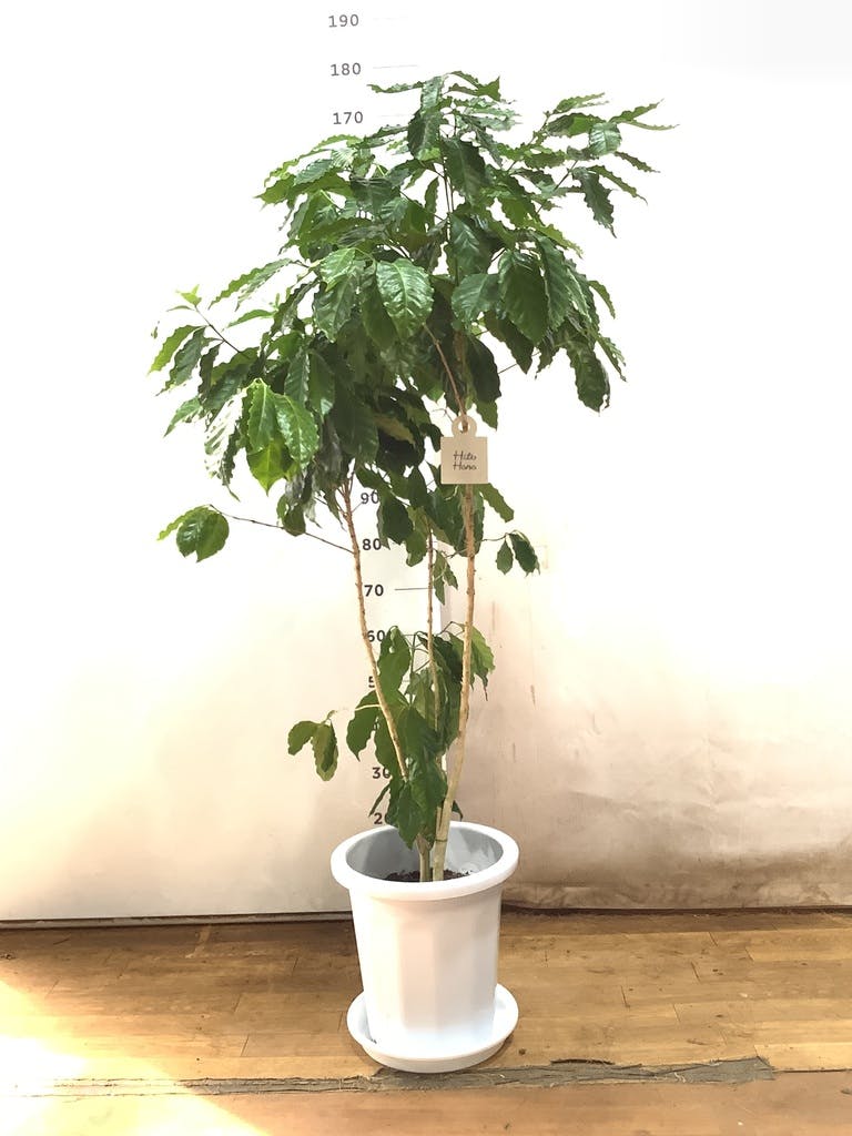観葉植物 コーヒーの木 10号 プラスチック鉢 | 観葉植物ならHitoHana