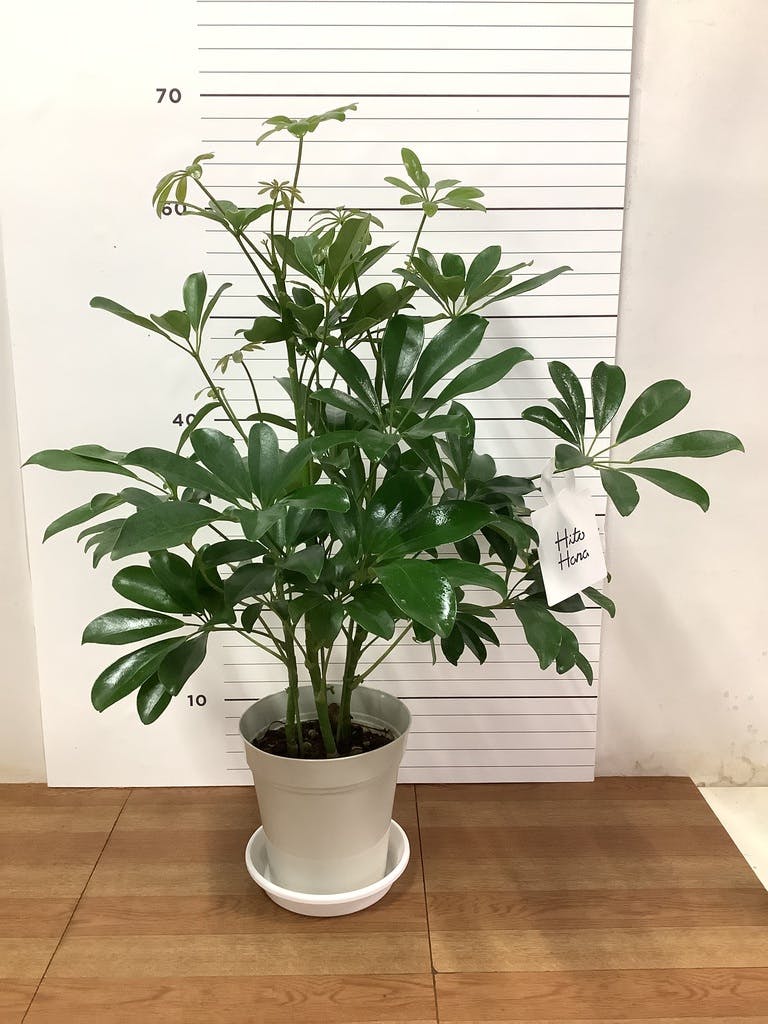 観葉植物 カポック（シェフレラ） 5号 ノーマル プラスチック鉢 | 観葉