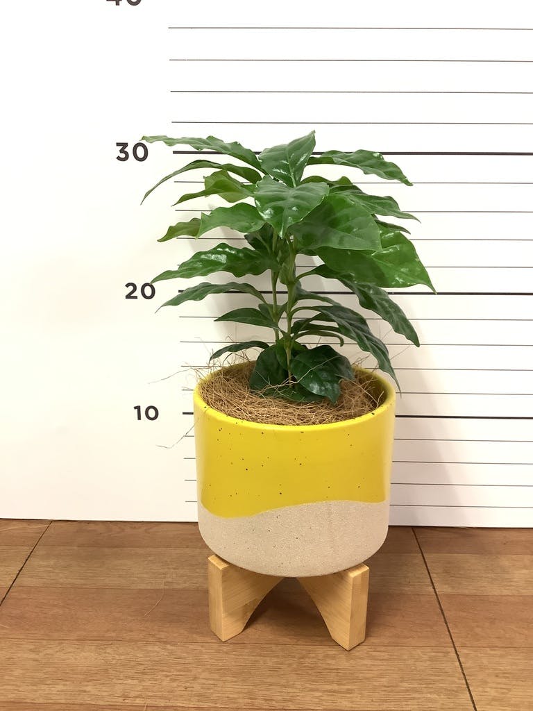 コーヒーの木 8号 | 観葉植物 | 送料無料でお届け - Hitohana（ひとはな）