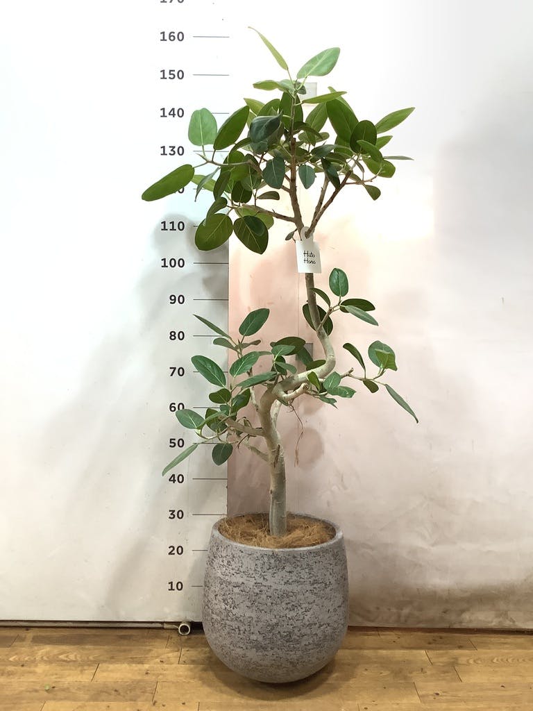 曲がりのベンガレンシス　8号　135センチ　現品　受け皿付き 楽天市場】フィカス ベンガレンシス 8号の通販