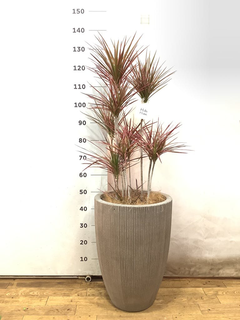 ドラセナ コンシンネ スカーレットアイビス | 観葉植物通販HitoHana