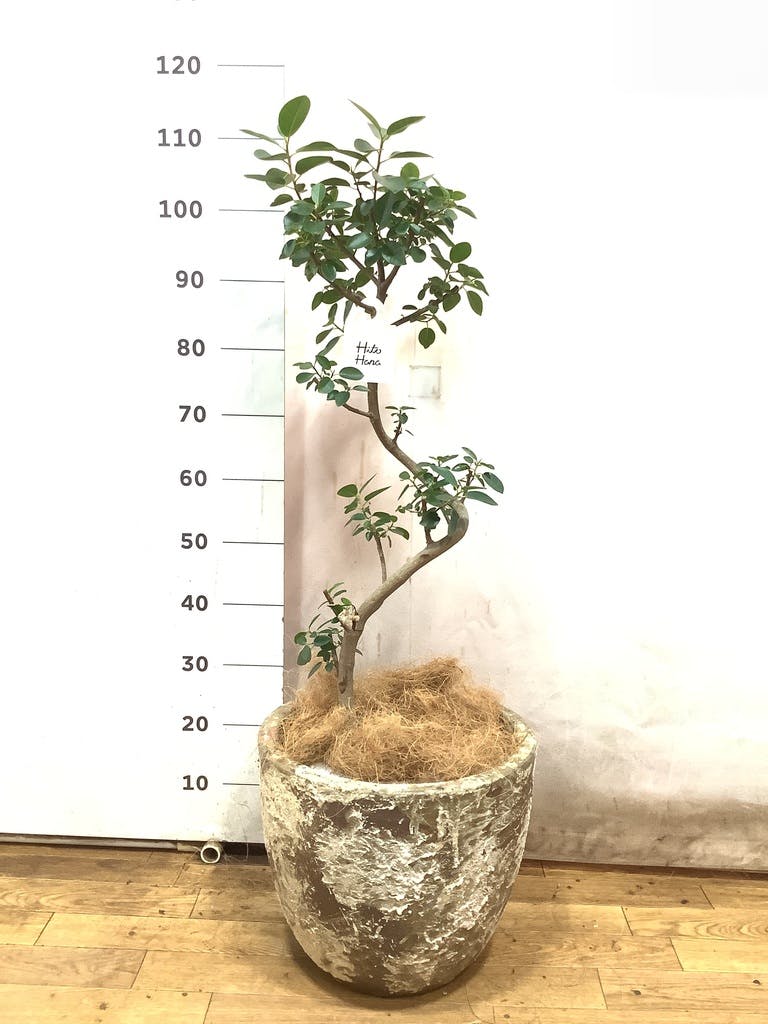 フランスゴムの木 8号 | 観葉植物 | 送料無料でお届け - Hitohana