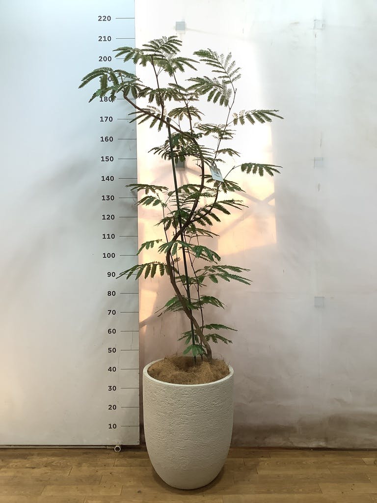 観葉植物ならHitoHana(ひとはな)