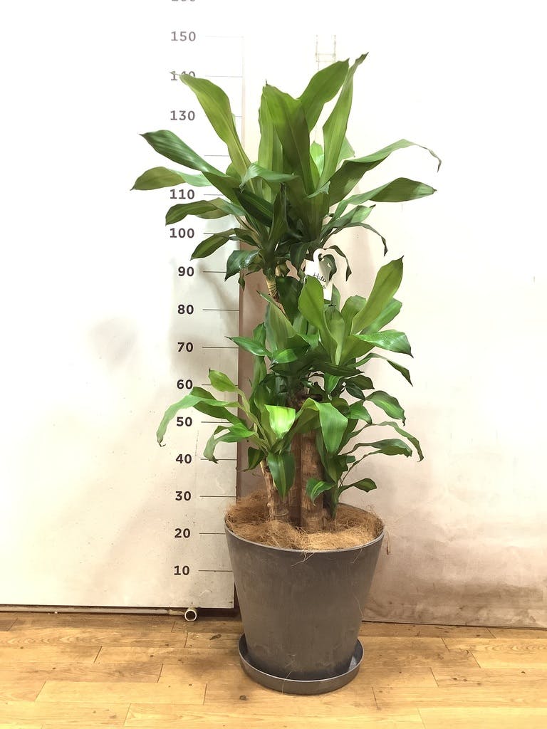 ドラセナ 幸福の木 | 観葉植物の通販ならHitoHana（ひとはな）