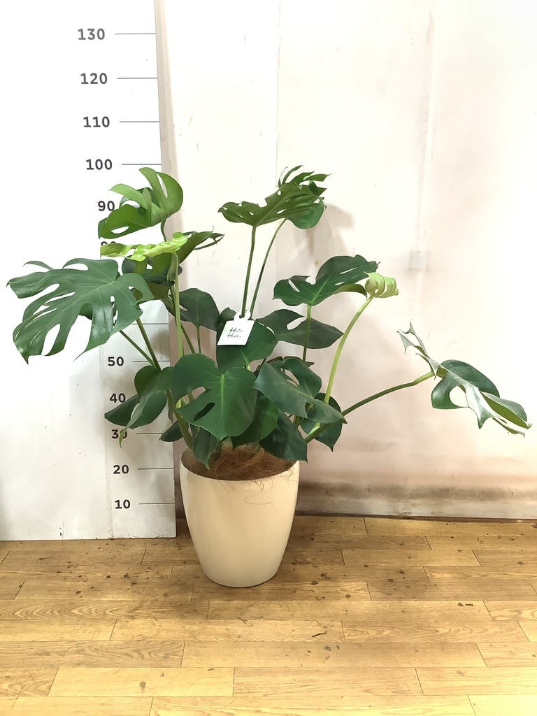 観葉植物 モンステラ 8号 ボサ造り プラスチック鉢 | 観葉植物なら