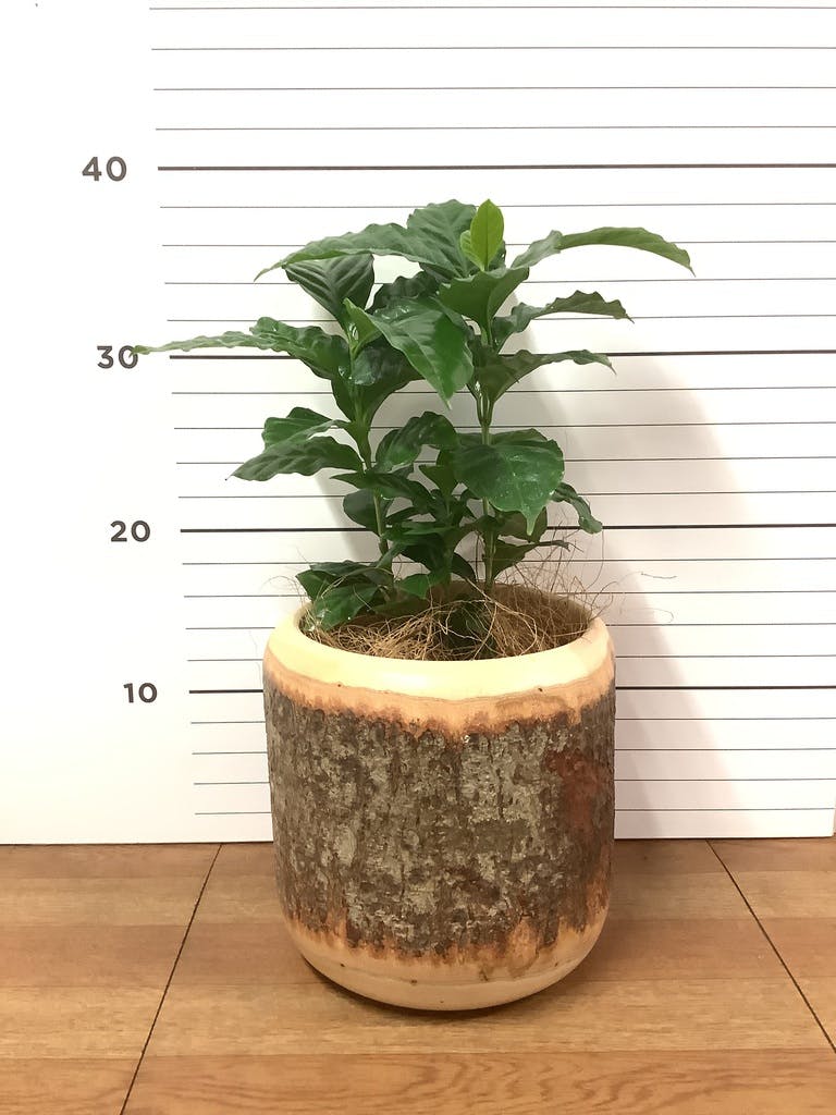 コーヒーの木 8号 | 観葉植物 | 送料無料でお届け - Hitohana（ひとはな）