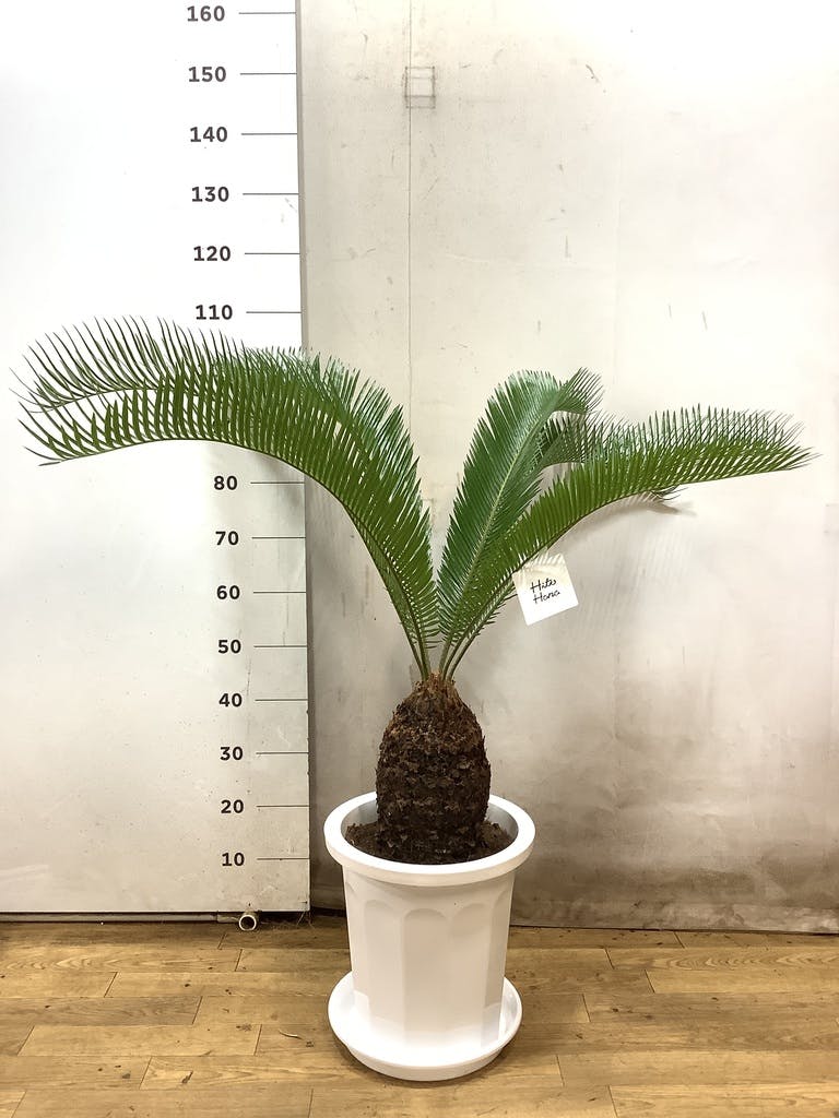 観葉植物 ソテツ 10号 プラスチック鉢 | 観葉植物ならHitoHana(ひとはな)