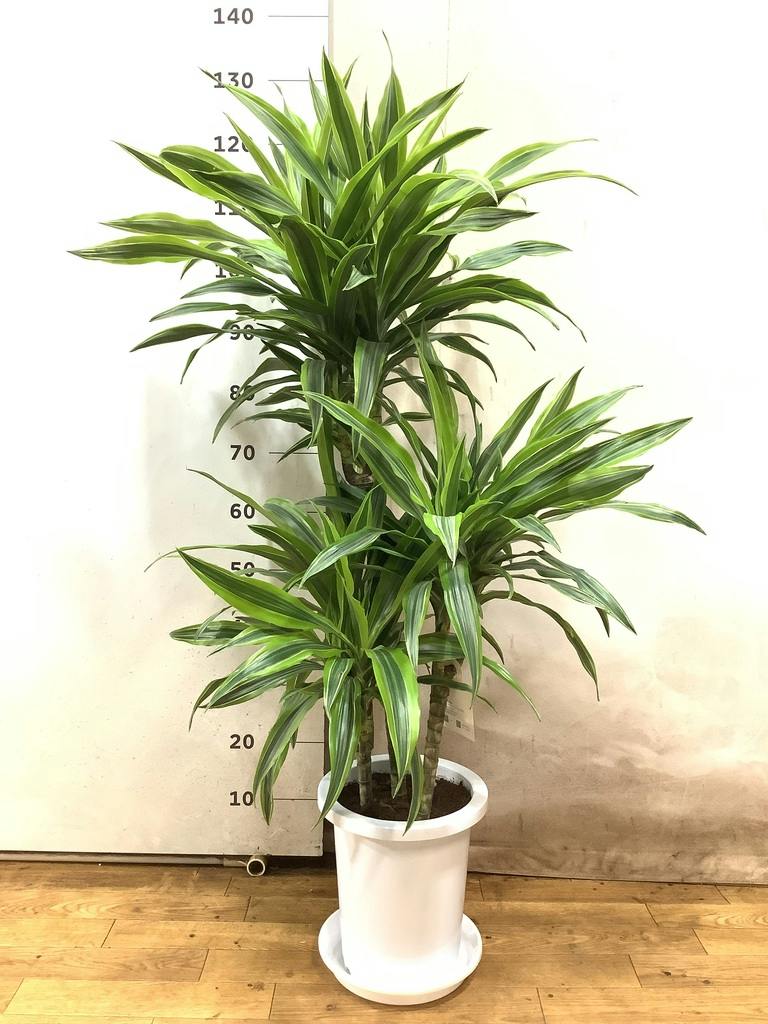 観葉植物 ドラセナ ワーネッキー レモンライム 8号 プラスチック鉢