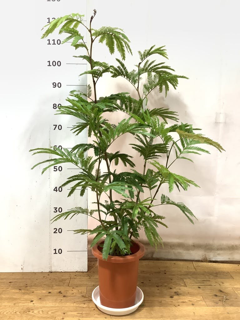 観葉植物 エバーフレッシュ 7号 ボサ造り プラスチック鉢 | 観葉植物