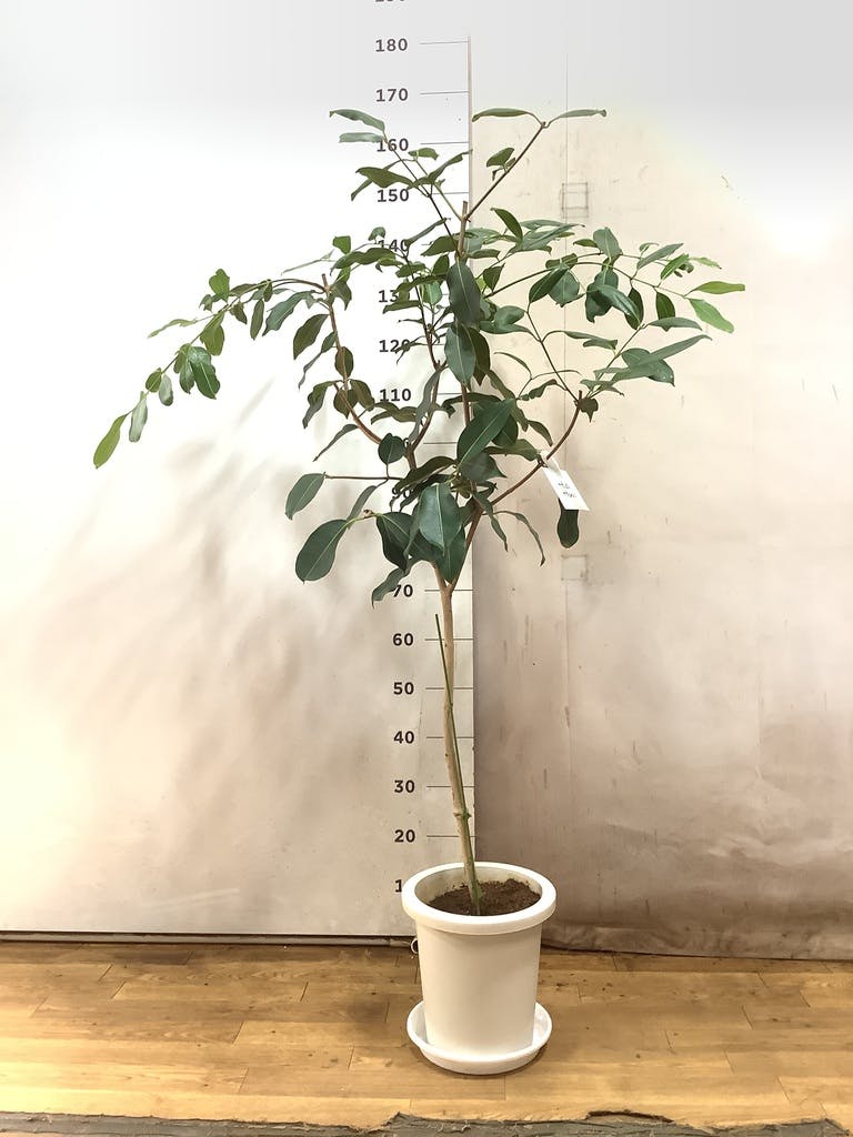 観葉植物 アマゾンオリーブ (ムラサキフトモモ) 8号 プラスチック鉢