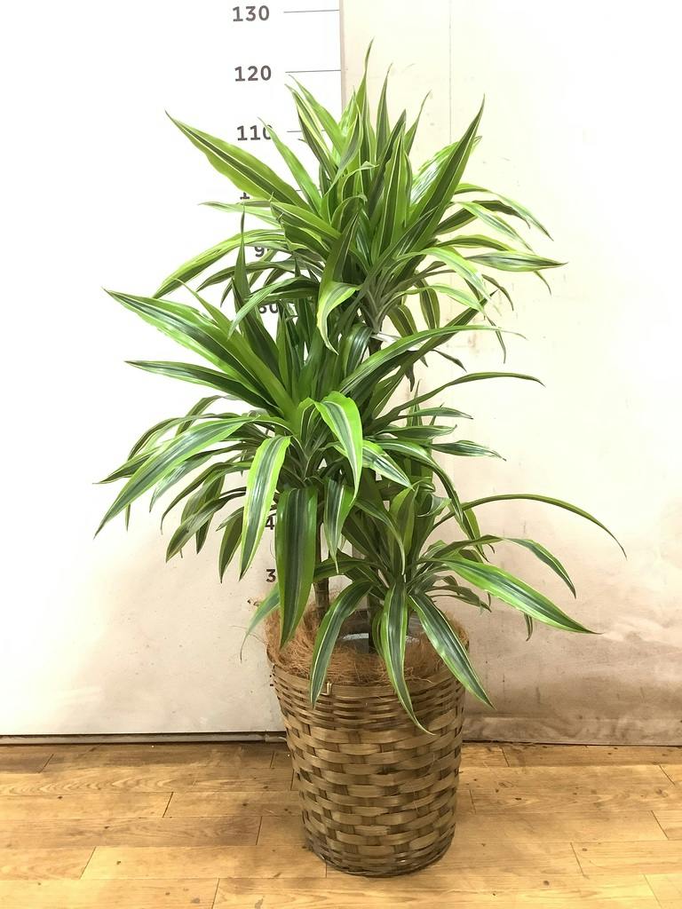 観葉植物 ドラセナ ワーネッキー レモンライム 8号 竹バスケット 付き