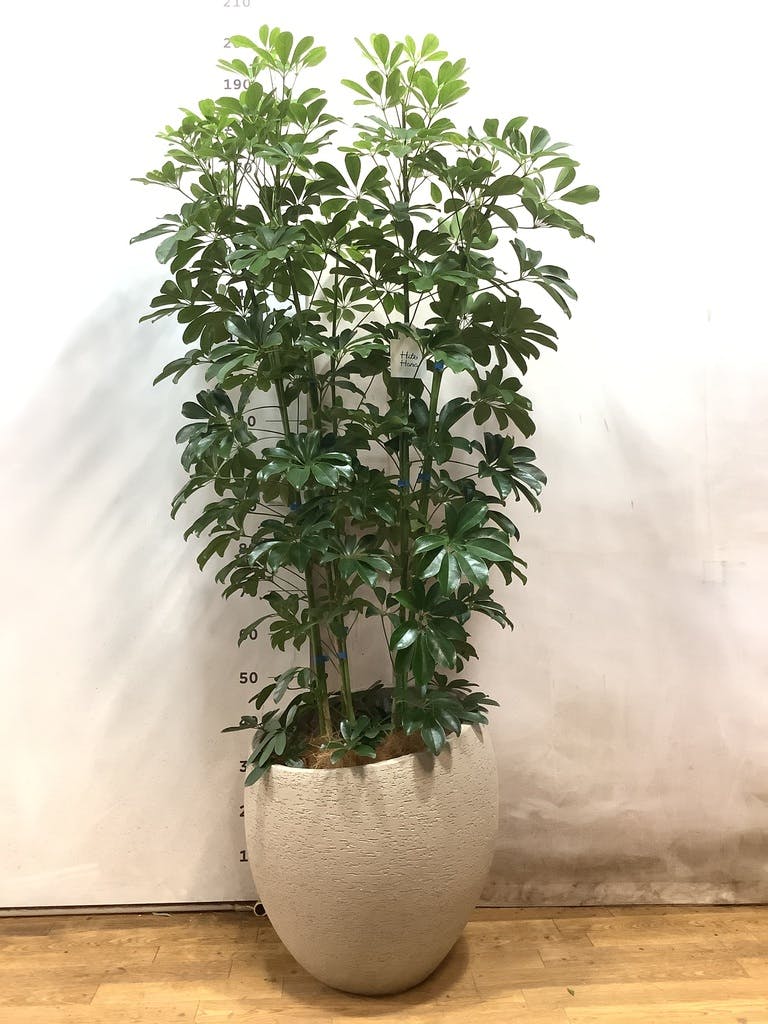 観葉植物 カポック（シェフレラ） 10号 ノーマル ブリティッシュ