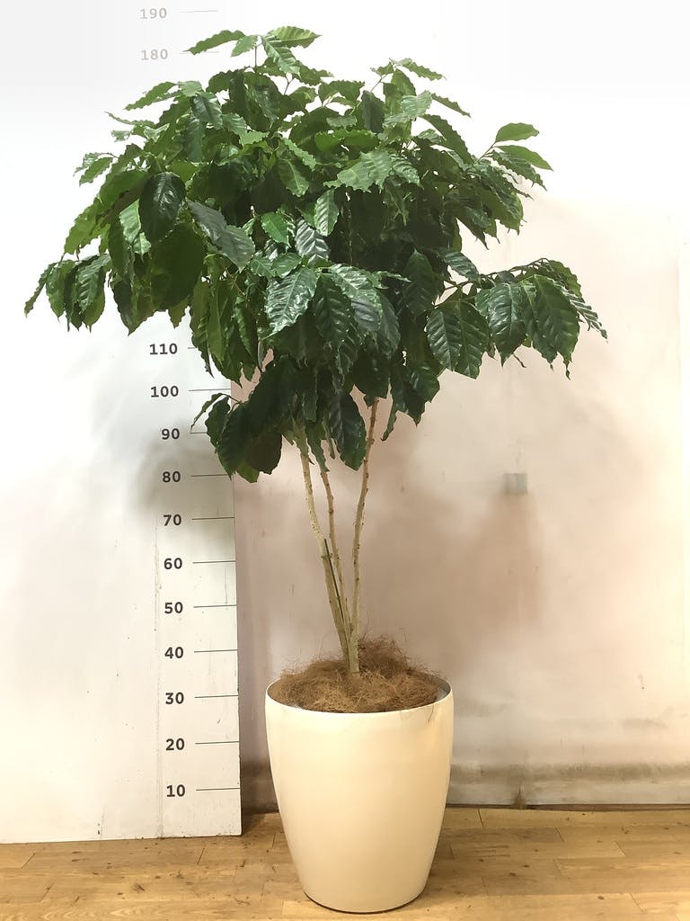 ダイナミックなコーヒーの木 10号　140センチ 観葉植物 コーヒーの木 10号 ウッドプランター 付き | 観葉植物なら