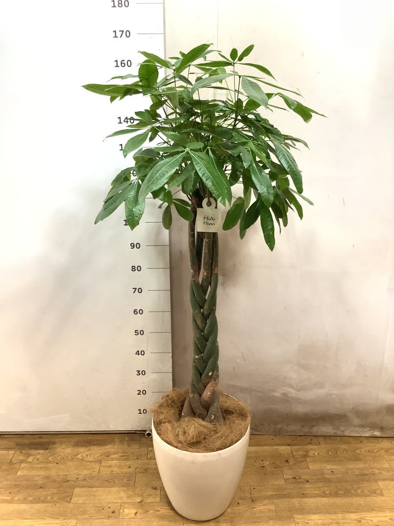 観葉植物 パキラ 10号 ねじり リブバスケットNatural 付き | 観葉植物