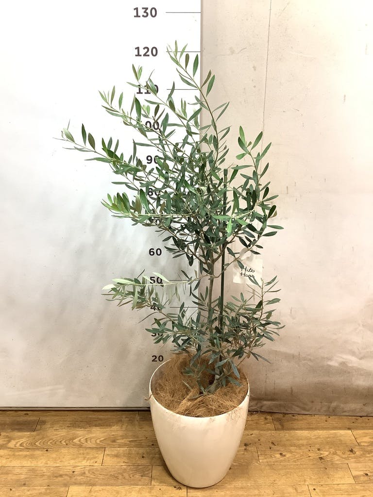 オリーブの木 デルモロッコ | 観葉植物通販HitoHana(ひとはな)