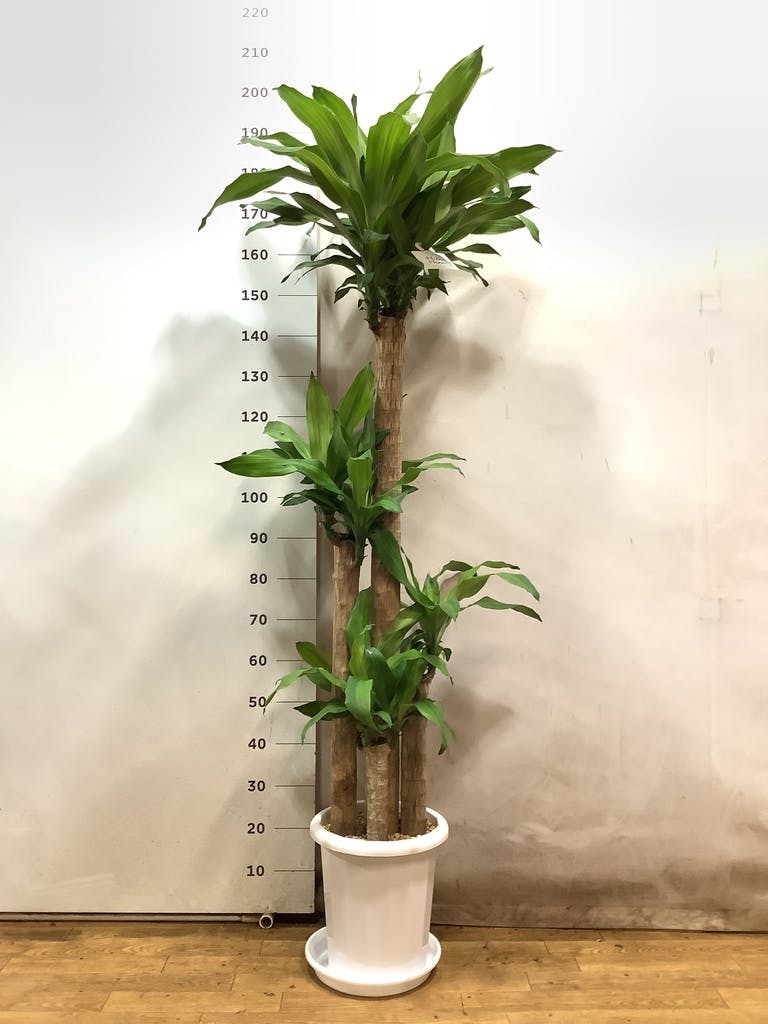 ドラセナ 幸福の木 10号 | 観葉植物通販 HitoHana（ひとはな）