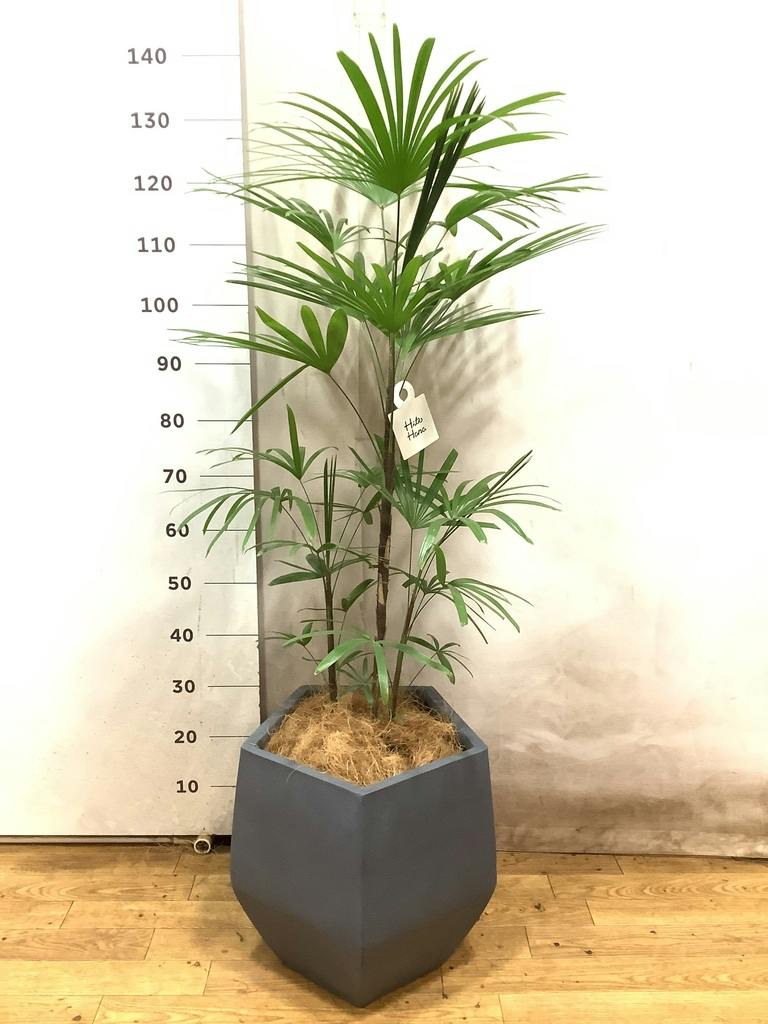 シュロチク 8号 | 観葉植物 | 送料無料でお届け - Hitohana（ひとはな）