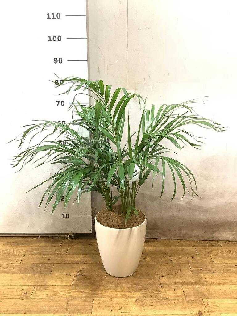 アレカヤシ 大型 | 観葉植物通販HitoHana(ひとはな)