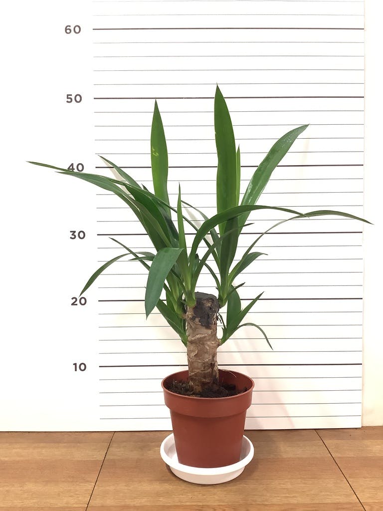 観葉植物 ユッカ 4号 ノーマル プラスチック鉢 | 観葉植物ならHitoHana