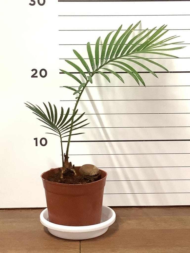 観葉植物 ソテツ 3号 実生 プラスチック鉢 | 観葉植物ならHitoHana