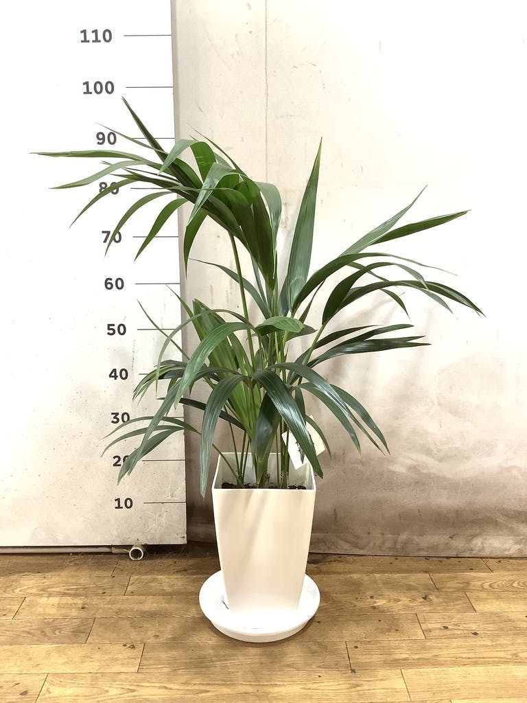 ケンチャヤシ 8号 | 観葉植物の通販ならHitoHana（ひとはな）