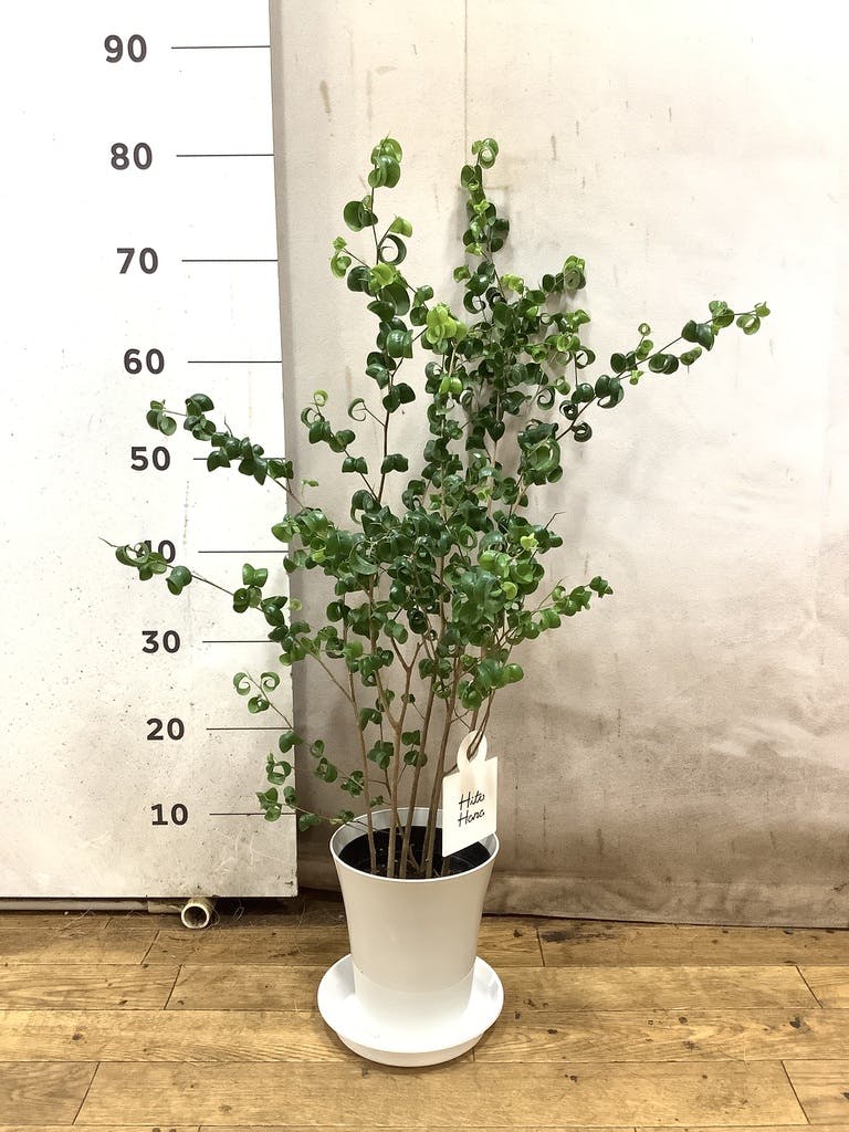 観葉植物 ベンジャミン 6号 バロック プラスチック鉢 | 観葉植物なら