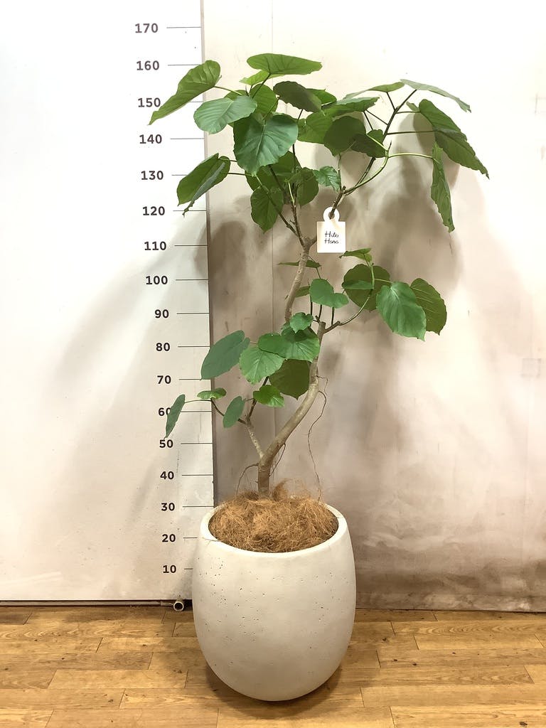 観葉植物 フィカス ウンベラータ 8号 曲り テラニアス バルーン