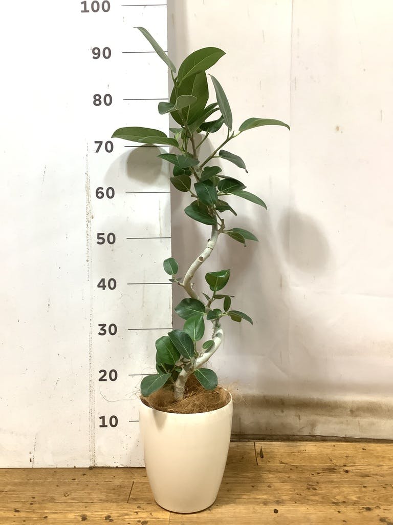 フィカス　ベンガレンシス5 観葉植物 フィカス ベンガレンシス 5号 曲り シリンダーポット 付き