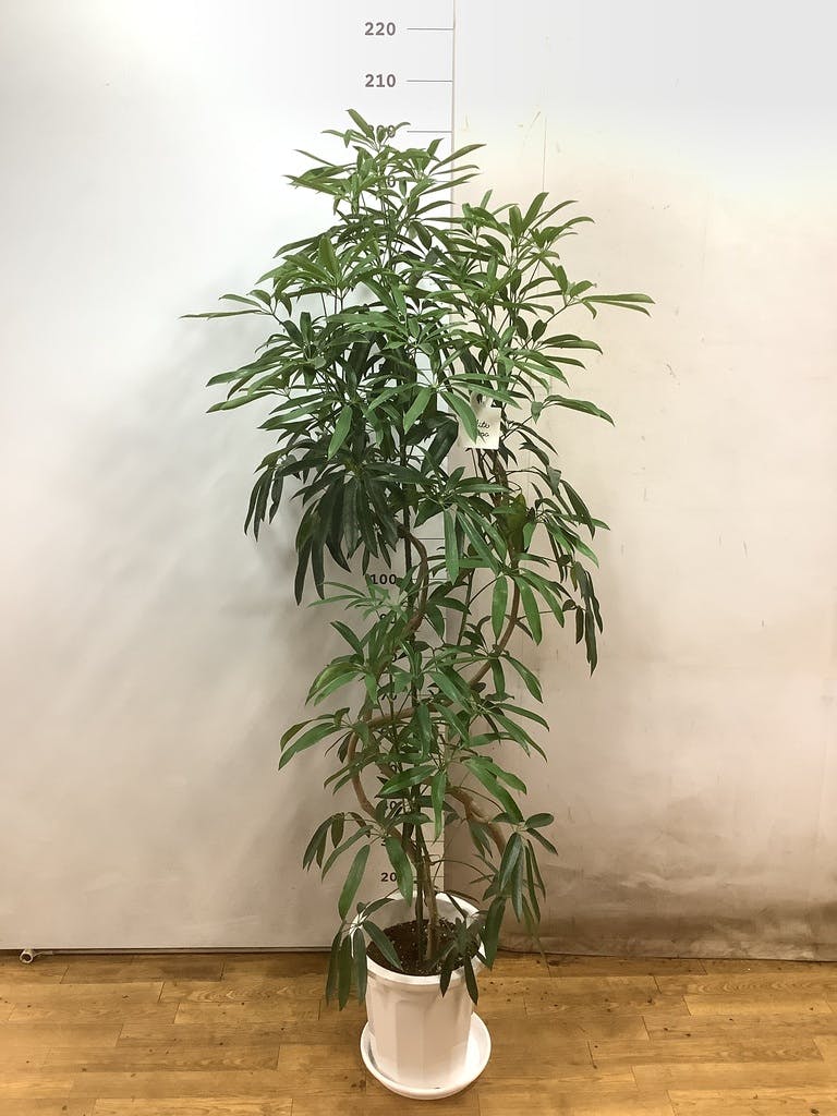 観葉植物 シェフレラ アンガスティフォリア 10号 曲り プラスチック鉢