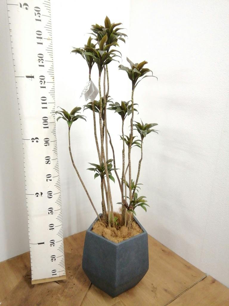 観葉植物 ドラセナ パープルコンパクタ 8号 ファイバークレイ Gray