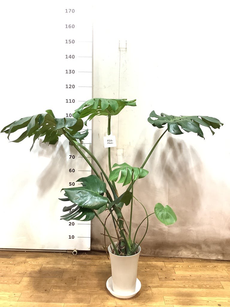 観葉植物 モンステラ【80cm】7号 斑入り プラスチック鉢 #69045 | 観葉