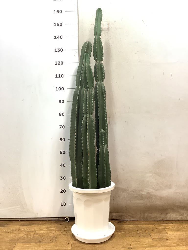 観葉植物 柱サボテン 10号 プラスチック鉢 | 観葉植物ならHitoHana