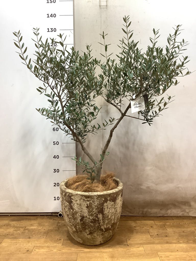 観葉植物 オリーブの木 8号 創樹 プロスパー トゥーボ パイングリーン