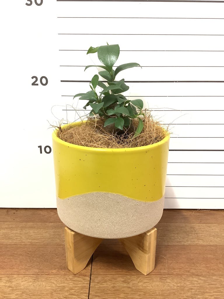 観葉植物 ガジュマル 3号 股仕立て レーナ 15 Y イエロー 付き | 観葉