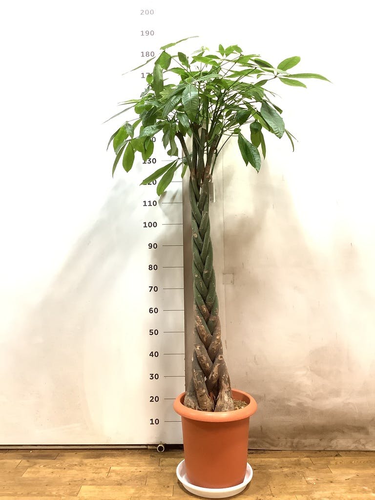 観葉植物 パキラ 10号 ねじり プラスチック鉢 | 観葉植物ならHitoHana