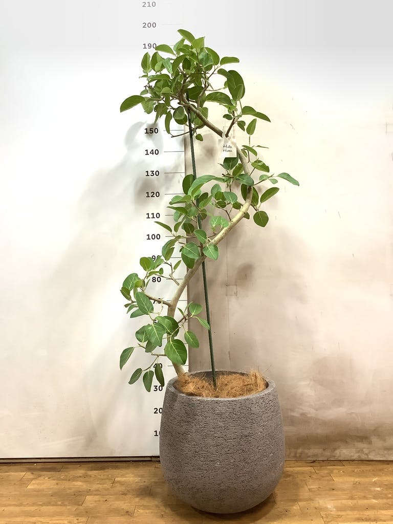 ベンガレンシス　10号 約1.8メートル　現品 フィカス ベンガレンシス 10号 | 観葉植物通販 Hitohana（ひとはな）