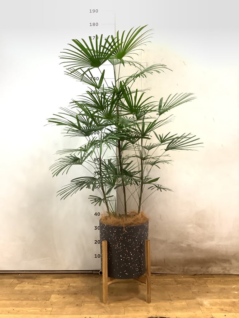 ウンナンシュロチク | 観葉植物通販HitoHana(ひとはな)