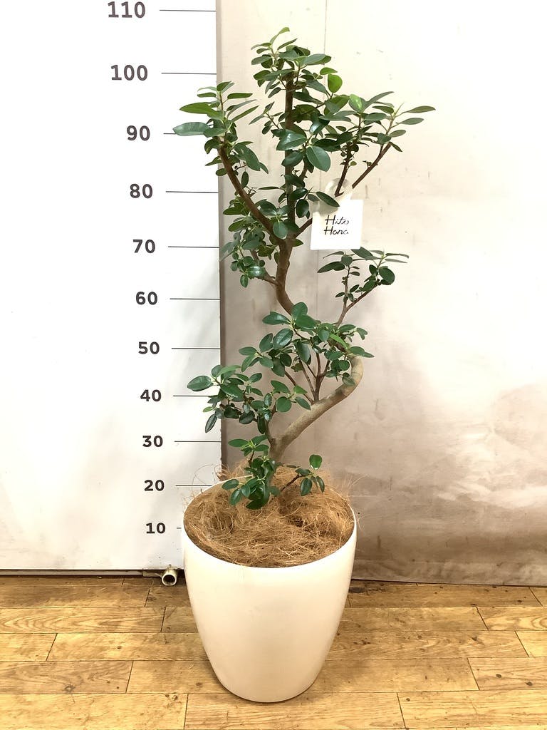 フランスゴムの木 8号 | 観葉植物 | 送料無料でお届け - Hitohana