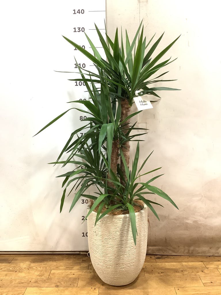 特大サイズ　ユッカ　ガーデニング　お庭　園芸　観葉植物 ユッカ（観葉植物） | 花、ガーデニング のおすすめ人気商品一覧 通販