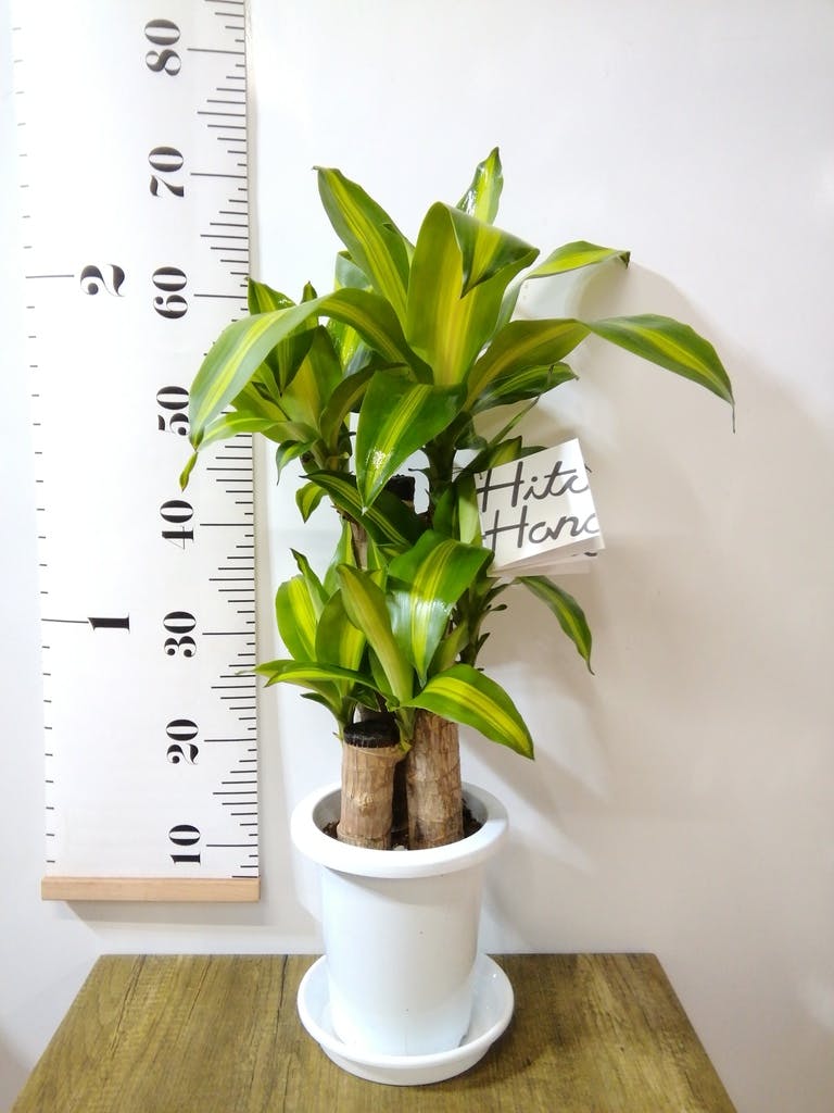 観葉植物 ドラセナ 6号 幸福の木 プラスチック鉢 | 観葉植物なら