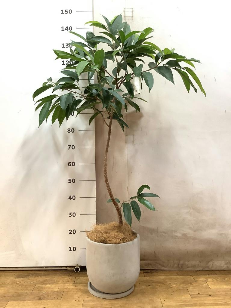 観葉植物 フィカス アムステルダムキング 7号 曲り プラスチック鉢